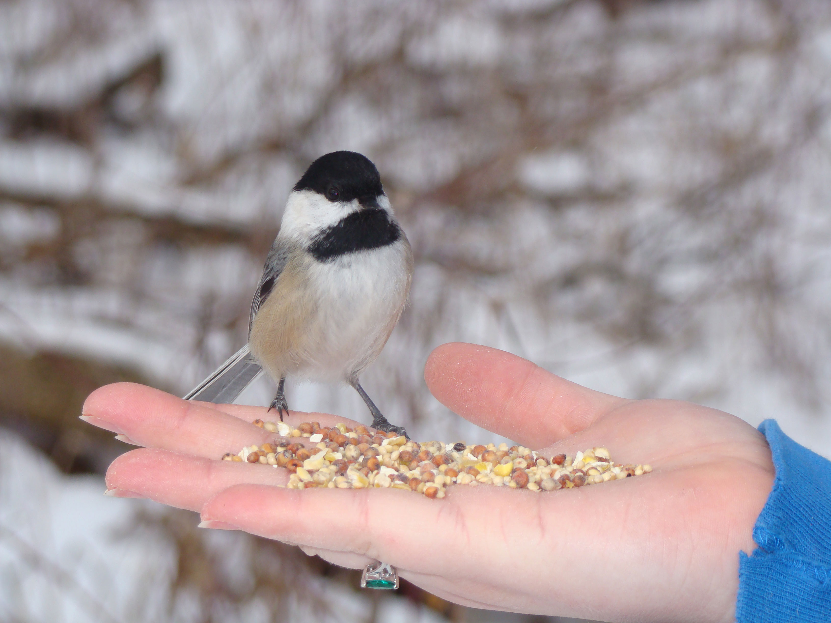 Sunflower seeds as winter feed for wild birds