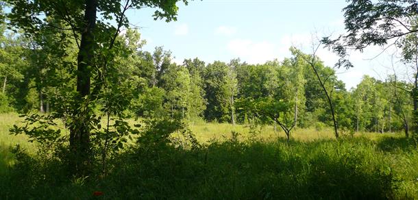 Bluffs Nature Area