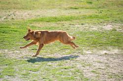 Dog Park Set to Open at Veterans Memorial Park Friday, Nov. 15