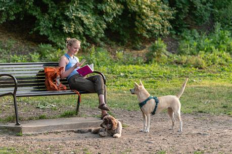 Person sitting on bench while two dogs play at the dog park