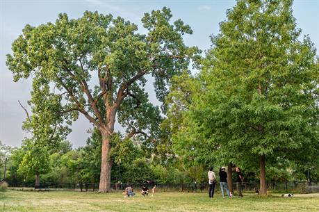 Wide view of grass, trees, people, and dogs at the dog park