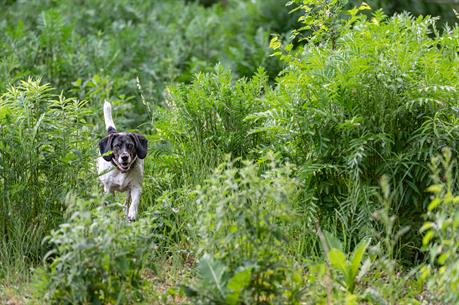 Small dog running through grass at the dog park