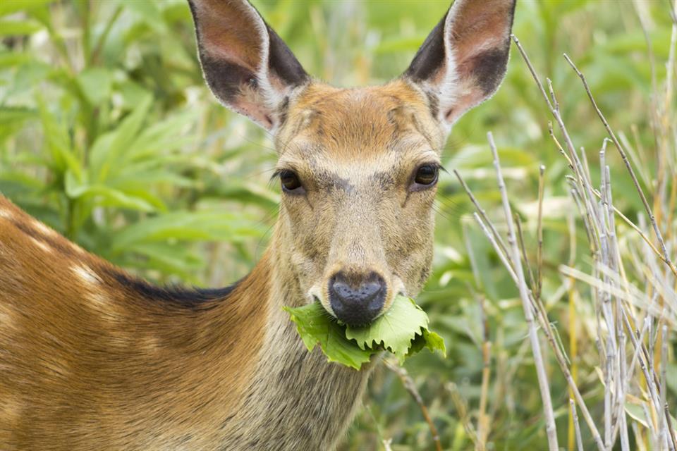 Non-lethal Deer Deterrents