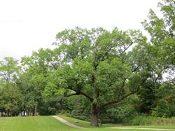 Ann Arbor Begins Partnership to Reuse Urban Forest Waste