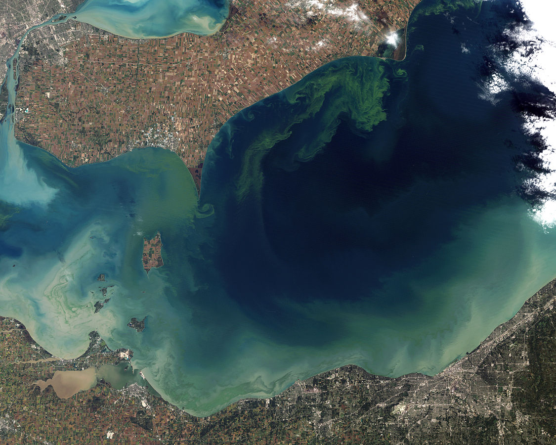 Toxic_Algae_Bloom_in_Lake_Erie.jpg