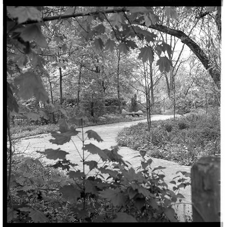 Black and white photo of a path through some trees