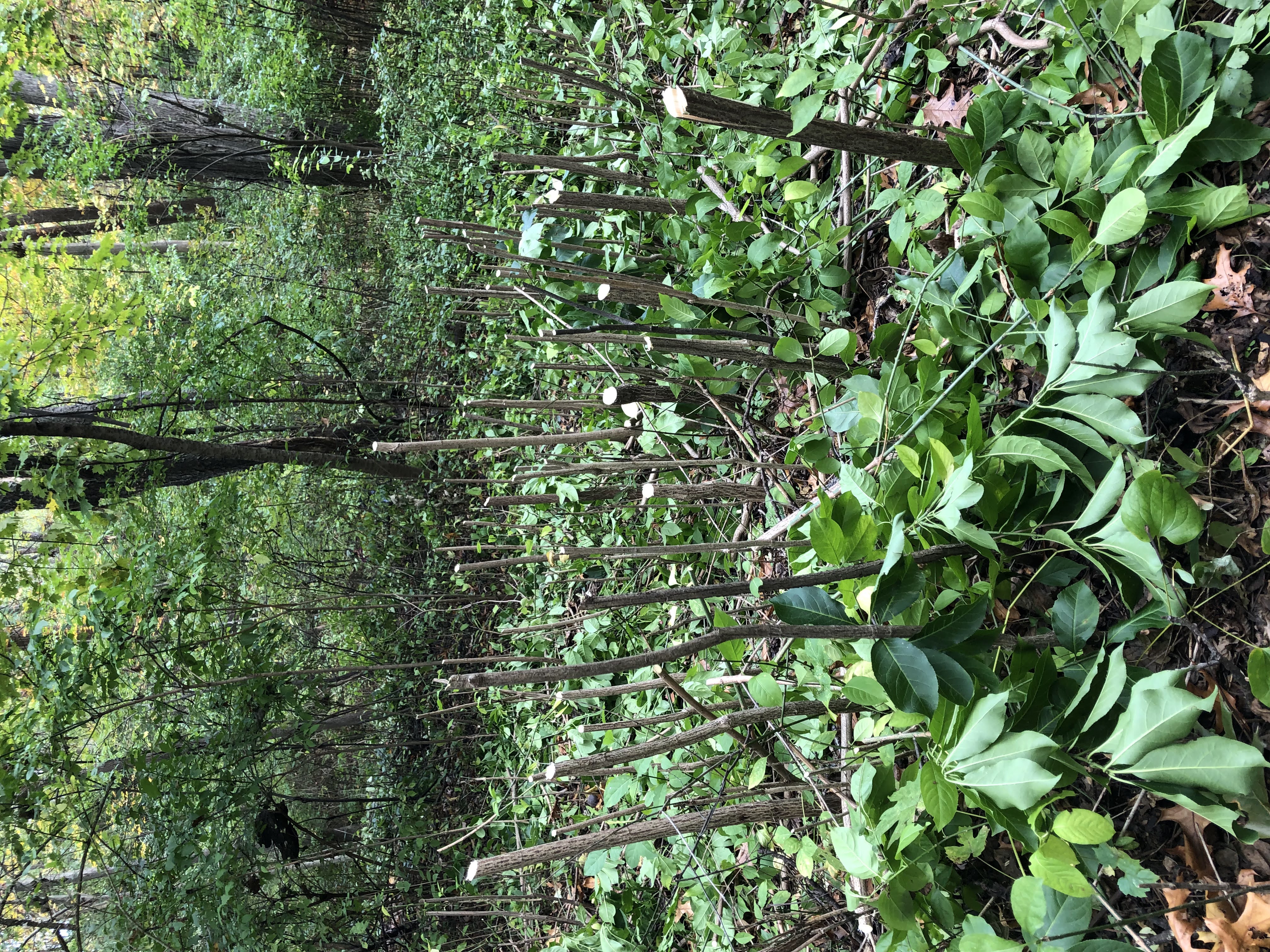 Freshly cut shrub stumps