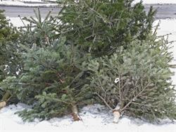 Composting Roundup: Regular Composting Season Ending; 2025 Winter Compost Schedule; Christmas Tree Disposal